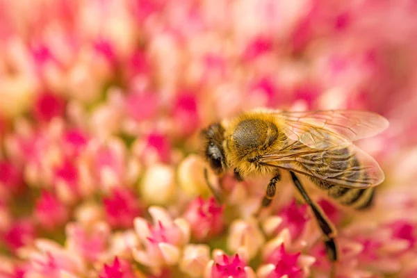 Abelha na flor de vitalício — Fotografia de Stock