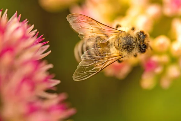 Abelha na flor de vitalício — Fotografia de Stock