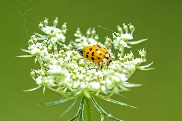 Lady beetle on a wild carrot — Stock Photo, Image