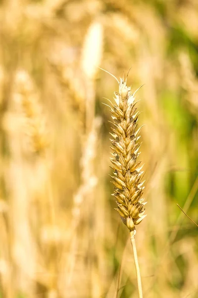 Wheat, single head — Stock Photo, Image