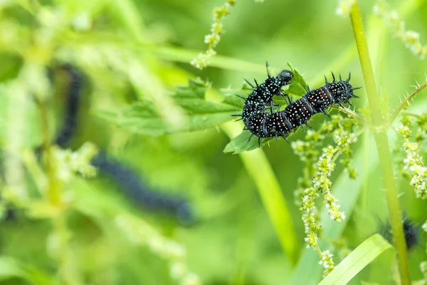 Eruca tavuskuşu kelebek 