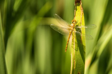 Kırmızı Pasifik'ten oğlan, genç kadın hayvan