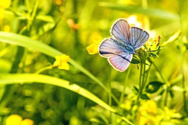Common blue on a flower — Stock Photo, Image