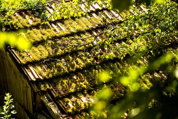 Hidden roof of an old cabin behind trees — Stock Photo, Image