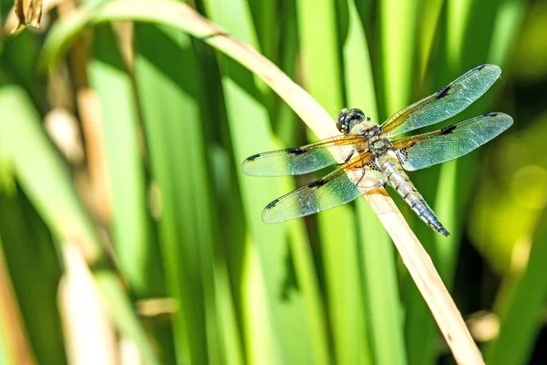 Black-tailed skimmer, male on reed — Stock Photo, Image