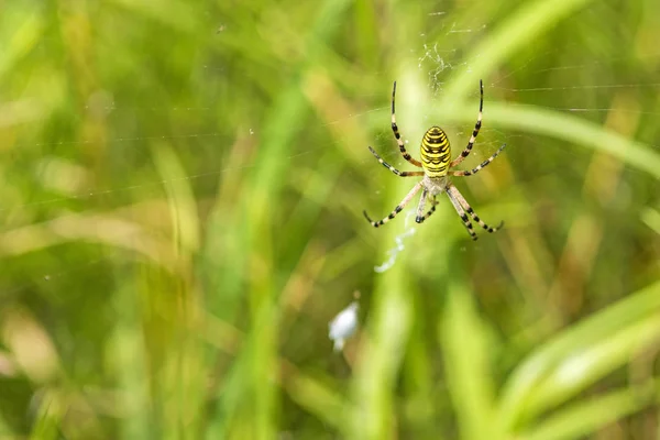 Darázs pók, nő a neten — Stock Fotó