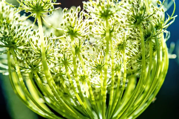 Zanahoria salvaje, flor en contraluz —  Fotos de Stock