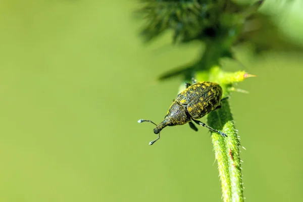 The large pine weevil — Stock Photo, Image