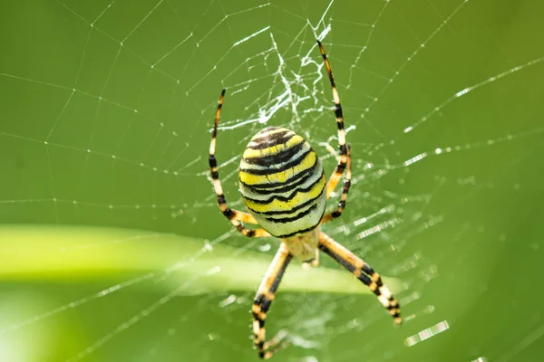 Guêpe araignée, araignée femelle dans sa toile — Photo