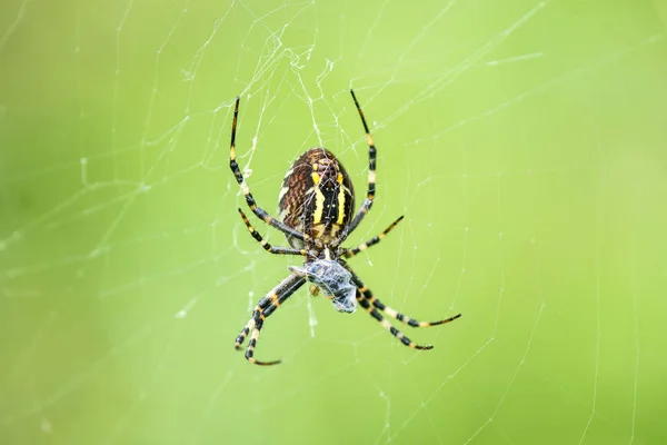 Guêpe araignée, araignée femelle dans sa toile — Photo
