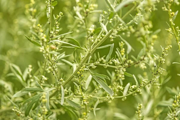 Piołun, roślina lecznicza z liści — Zdjęcie stockowe