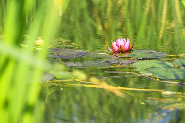 Een vijver met rode waterlelie — Stockfoto