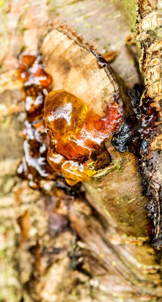 Resin of a tree — Stock Photo, Image