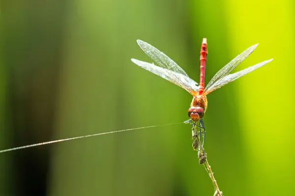 Ruddy Darter, Männchen sitzt auf einem Gras — Stockfoto