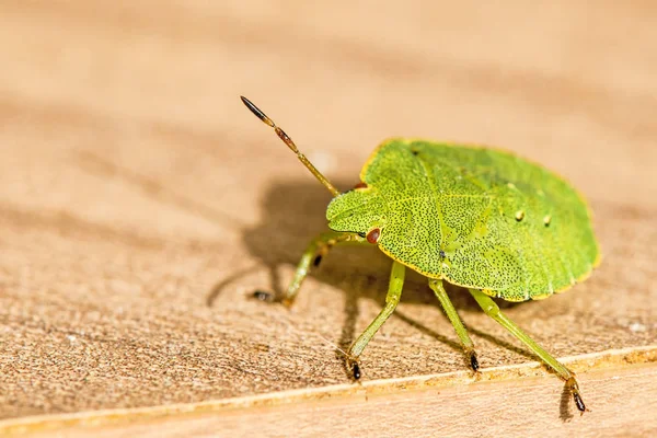 Green shield bug, nymph — Stock Photo, Image