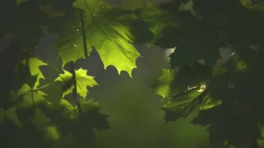 Sabah güneşi akçaağaç yaprakları