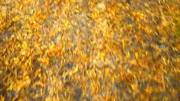Wandern auf einem Waldweg mit herbstlich bemalten Blättern in warmer, sonniger Farbe — Stockvideo
