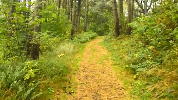 폴란드에서 발트 해 연안에는 소나무 숲에서 산책 — 비디오