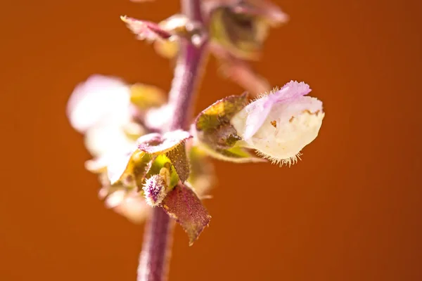 Albahaca, violeta con flor —  Fotos de Stock