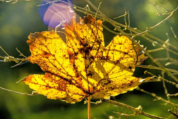 Ahornblatt in herbstlichen Farben im Gegenlicht — Stockfoto