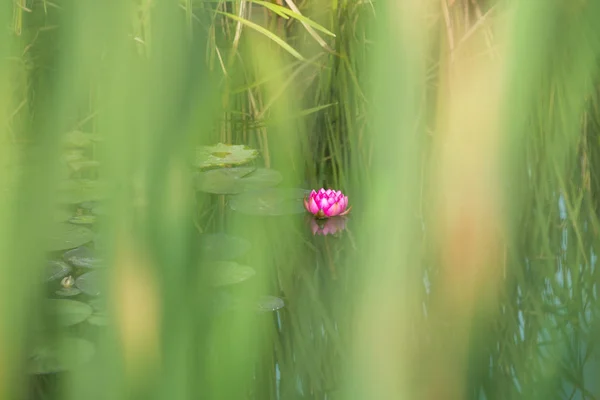 Een vijver met rode waterlelie — Stockfoto