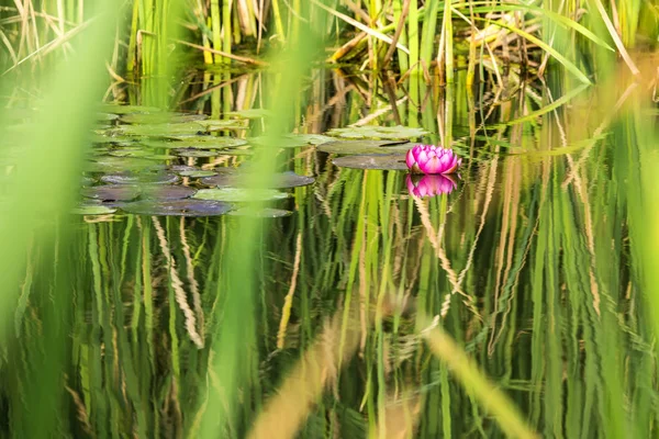 Ein Teich mit roter Seerose — Stockfoto