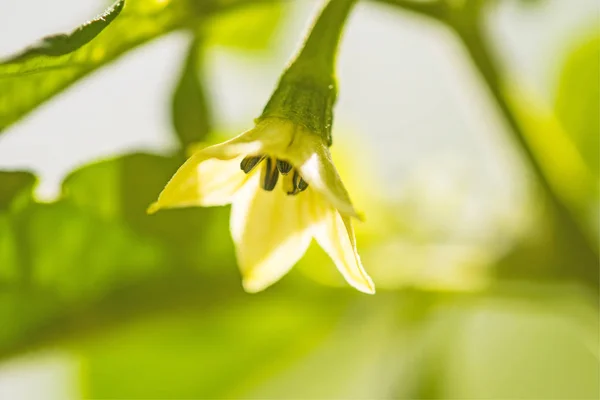 Chiliblüte im Gegenlicht — Stockfoto