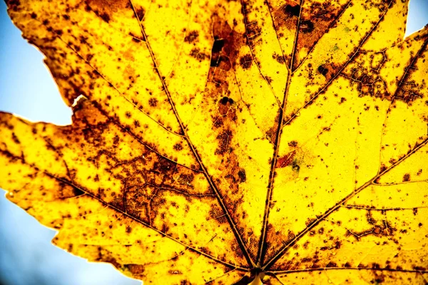 Ahornblatt in herbstlichen Farben im Gegenlicht — Stockfoto