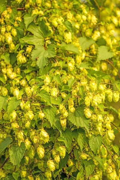 Hops with ripe cones — Stock Photo, Image