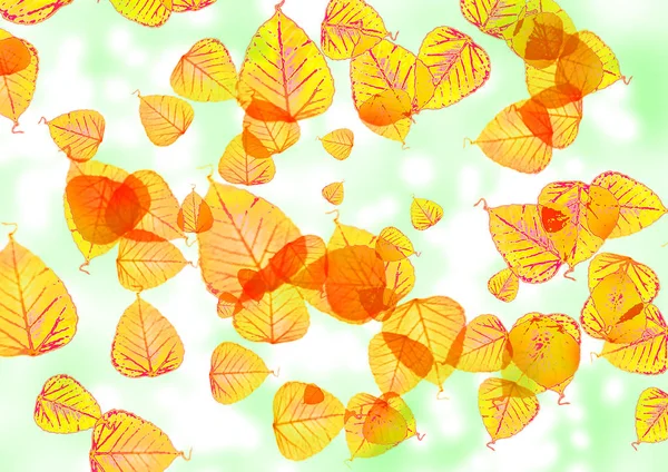 autumnal painted leaves in warm, sunny color