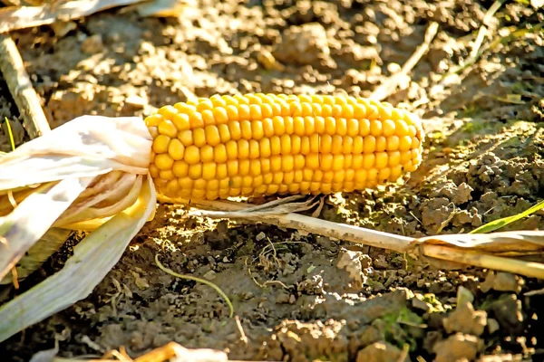 Corn cob on harvested field in autumn — Stock Photo, Image