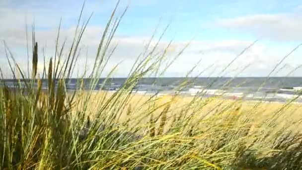 Praia do mar Báltico com grama de praia — Vídeo de Stock