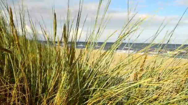 Plaży Morza Bałtyckiego z trawy plaży — Wideo stockowe