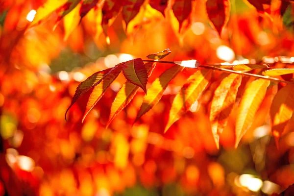 Jasan s malovanými listy, podzimní — Stock fotografie