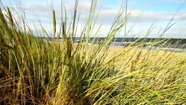 Пляж Балтийского моря с пляжной травой — стоковое видео