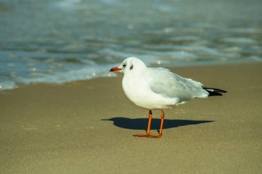 Karabaş martı Baltık Denizi'nin bir plajda