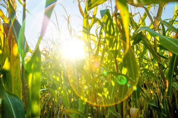 Field of corn in back light — Stock Photo, Image