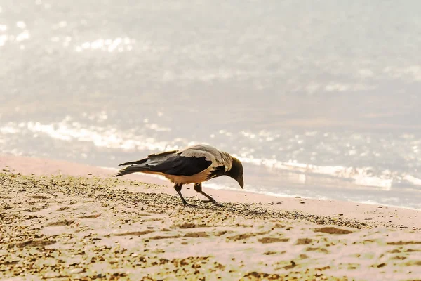 Corvo encapuzado em uma praia do mar Báltico na Polônia — Fotografia de Stock