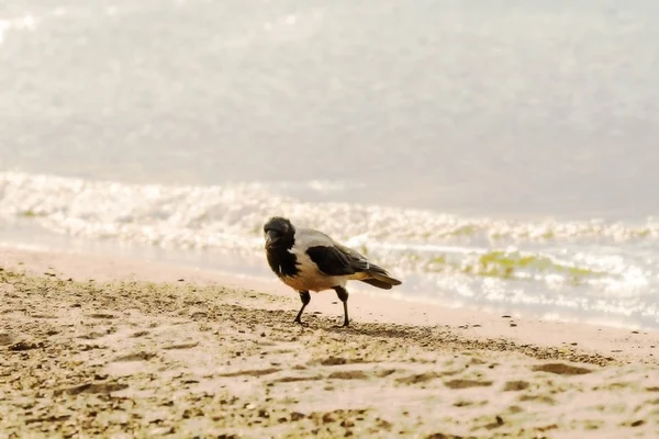 Corvo encapuzado em uma praia do mar Báltico na Polônia — Fotografia de Stock