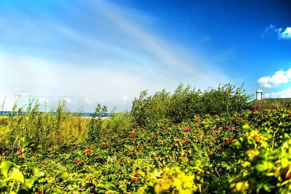 Ostseeküste mit Anpflanzung von Kartoffelrosen — Stockfoto