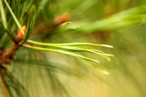 The Scots pine, closeup of the needles — Stock Photo, Image