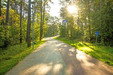 Polonya Baltık Denizi kıyısında çam ormanı