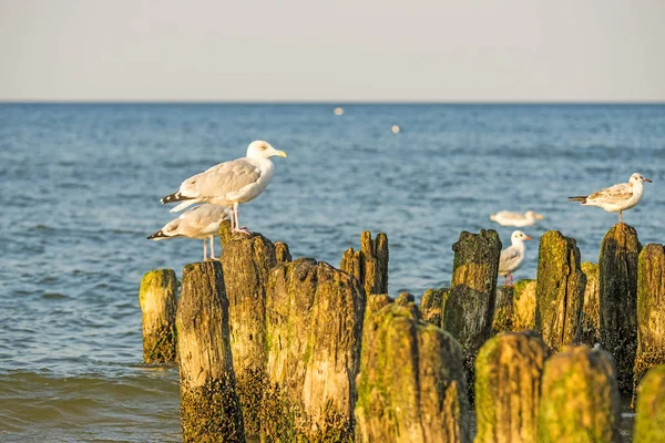 Gaviota arenque, aves jóvenes en las ingles — Foto de Stock