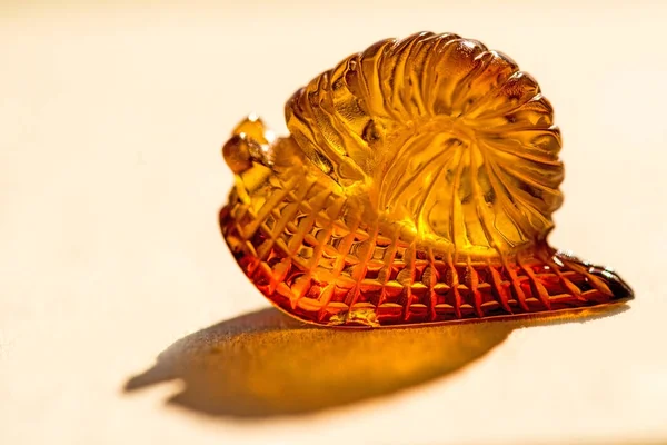 Amber snail in the sun, closeup — Stock Photo, Image