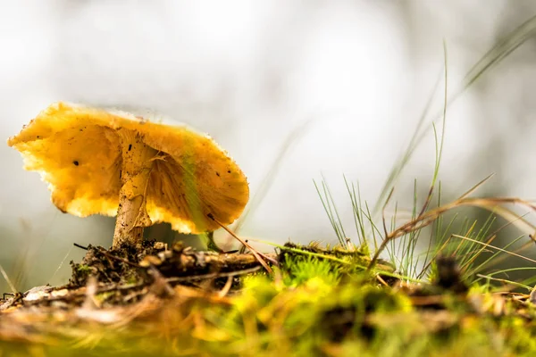 Cogumelo em uma floresta em luz traseira — Fotografia de Stock