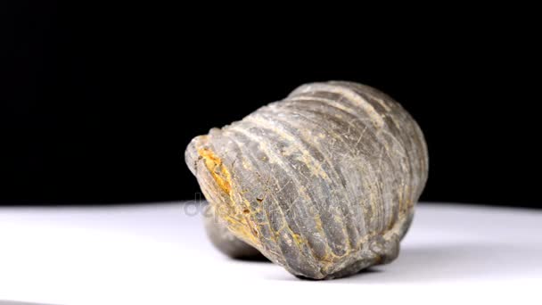 Gryphaea Arcuata Coquille Fossile Sur Une Table Tournante — Video