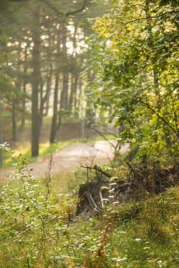 Sonbaharda orman yumuşak, güneşli ışıkta