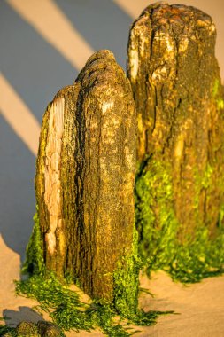 Baltık Denizinde eski kasiklari 