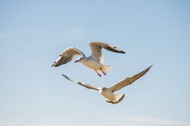 Kara kafalı martı uçuyor