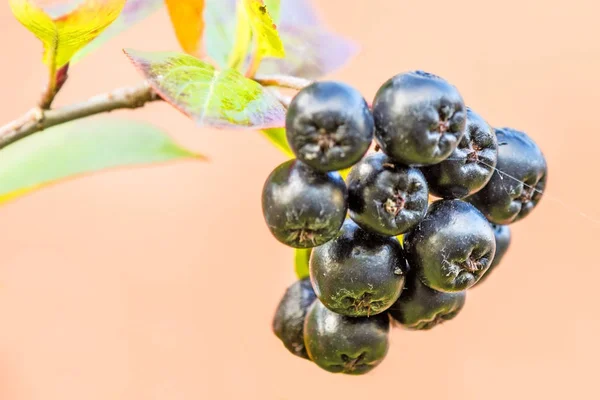 Aronia melanocarpa, ripe aronia berries on the tree — Stock Photo, Image